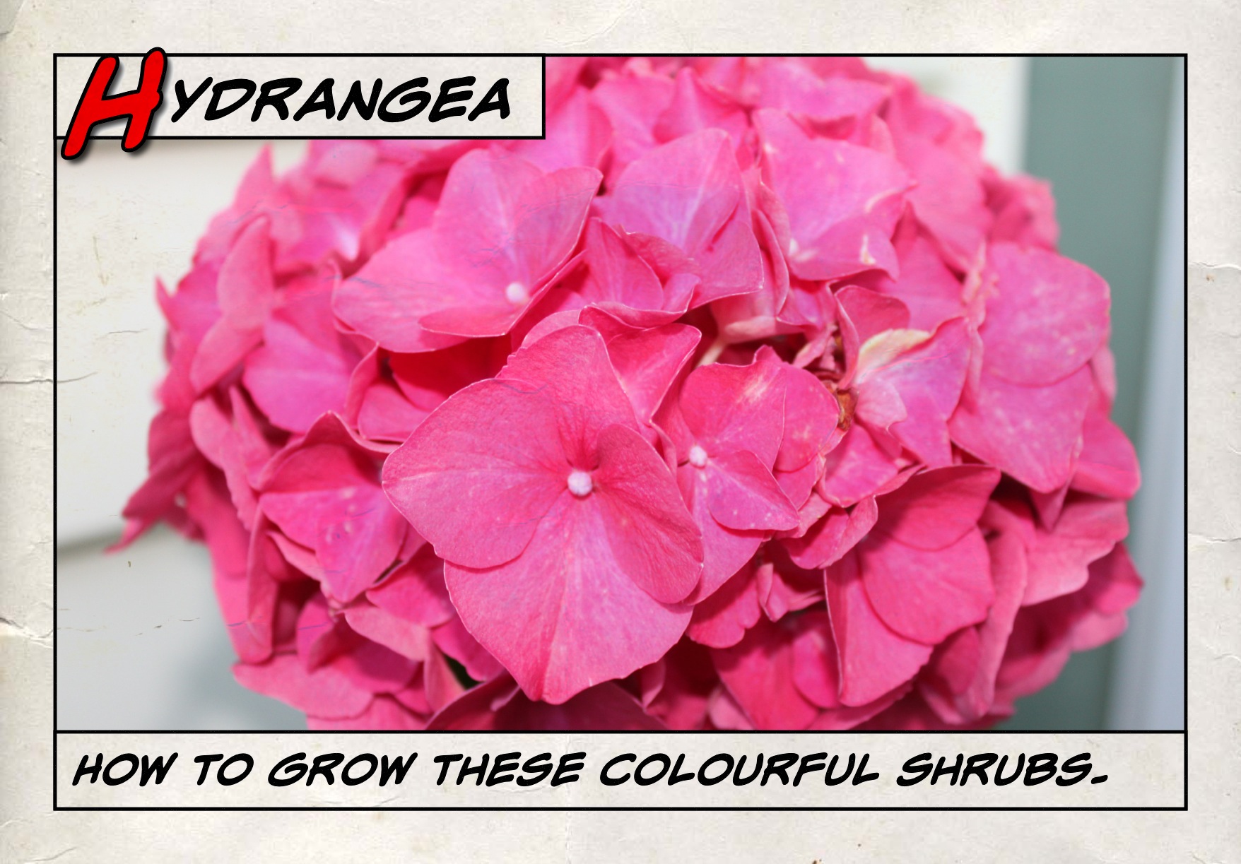 Hydrangea Tab