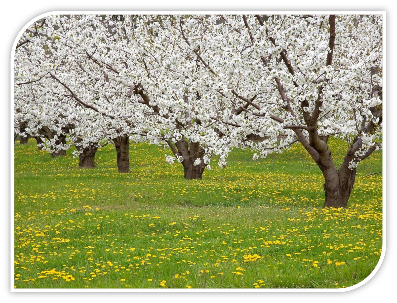 Fruit Trees