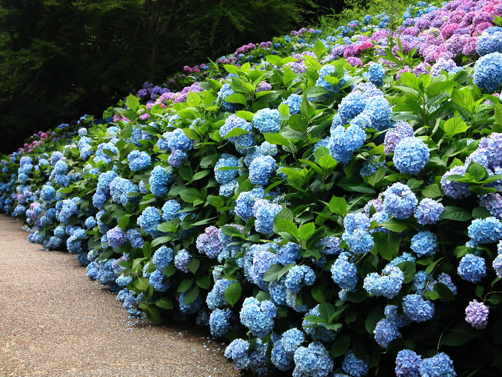 Mixed hydrangea in garden