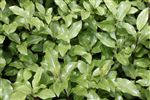 Pittosporum