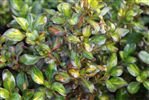 Coprosma