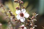 Leptospermum