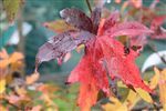 Liquidambar