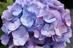 Hydrangea