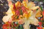 Azalea - Deciduous