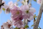 Prunus - Flowering Cherry