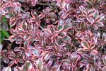 Coprosma 