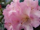 Rhododendron 