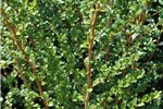 Azara microphylla 