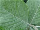 Sorbus aria 