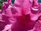 Rhododendron 