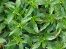 Cistus 