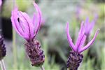 Lavandula stoechas 