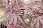 Acer palmatum 