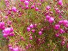 Boronia hetrophylla