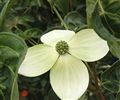 Cornus kousa (Japanese Dogwood)