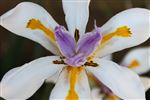 Dietes grandiflora flower