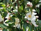 Camellia transnokoensis