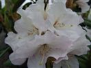 Rhododendron 