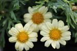 Argyranthemum 