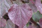 Cercis canadensis 