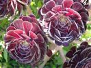 Aeonium arboreum 