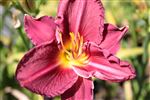 Hemerocallis 