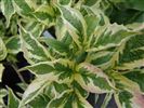 Cornus florida 
