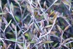 Corokia 