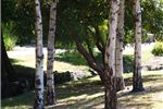 Betula pendula (Silver Birch)