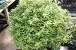 Pittosporum 