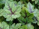 Tiarella 