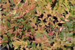 Nandina 