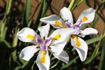 Dietes grandiflora flower