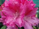 Rhododendron 