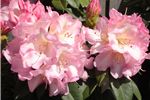 Rhododendron 