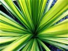 Cordyline australis 