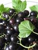 Ribes (Black Currant and Red Currant) 