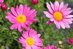 Argyranthemum ‘Hot Lips’