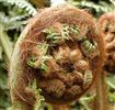 Dicksonia fibrosa (Tree Fern)