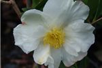 Camellia sasanqua 