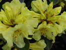 Rhododendron 