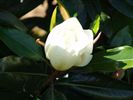 Magnolia grandiflora Little Gem