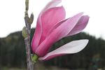 Magnolia hybrid 