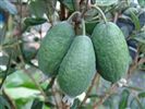 Feijoa Unique