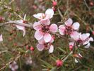 Leptospermum 