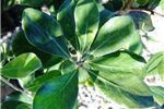 Pittosporum crassifolium