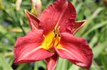 Hemerocallis 