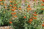 Leonotis leonurus (Lions Tail)