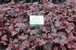 heuchera grade